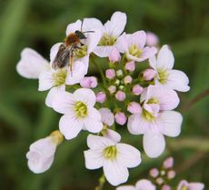 Wiesenschaumkraut-48.jpg